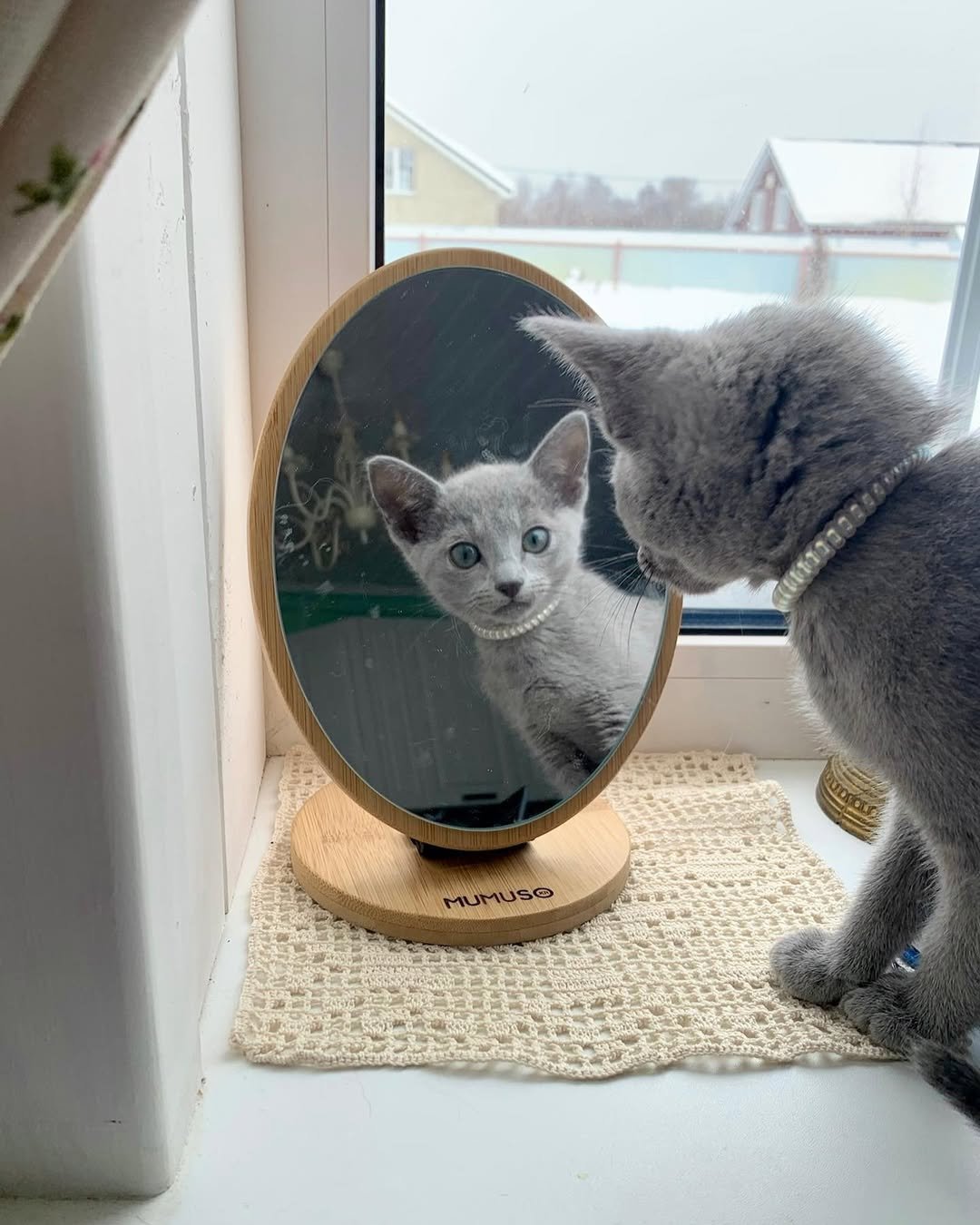 Russian Blue Kitten Grooming California - Plush Silver Blue Coat - Low Maintenance Cat - Russian Blue Coat Care